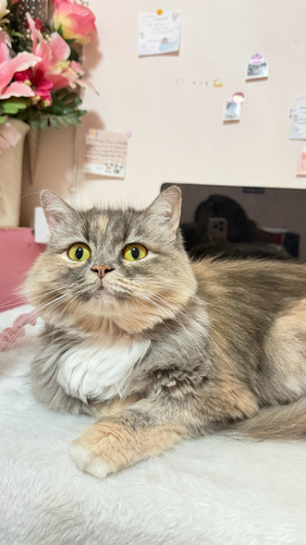 Domestic Cat