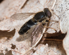 Anasimyia bilinearis