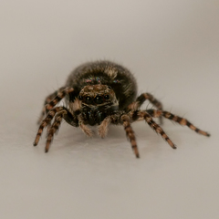 Pseudeuophrys erratica