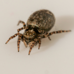 Pseudeuophrys erratica