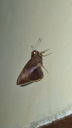 banded redeye