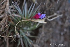 Tillandsia tenuifolia