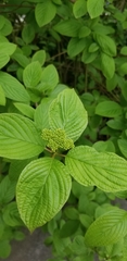 Cornus sericea