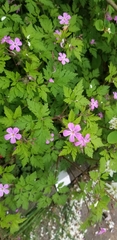 Geranium robertianum