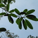 Sapium laurifolium - Photo (c) Mateo Hernandez Schmidt, some rights reserved (CC BY-NC-SA), uploaded by Mateo Hernandez Schmidt
