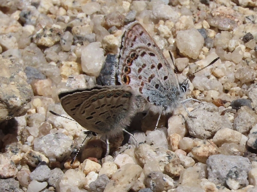 iNaturalist observation photo of Shasta Blue
