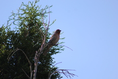 Haemorhous mexicanus