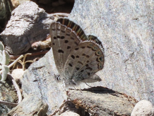 iNaturalist observation photo of Shasta Blue