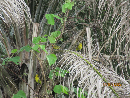 Olive-naped Weaver