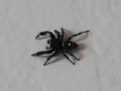 Phidippus audax
