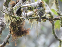 Pogonotriccus ophthalmicus