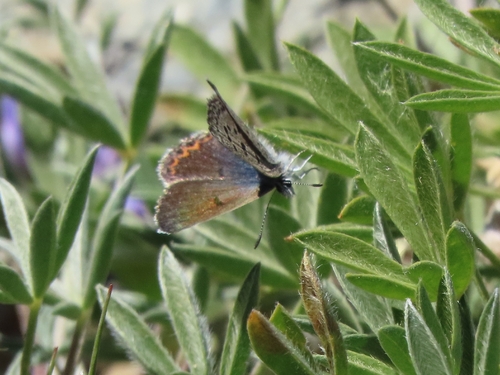 iNaturalist observation photo of Shasta Blue