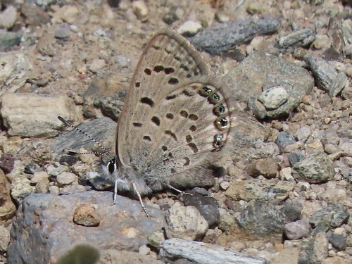 iNaturalist observation photo of Shasta Blue