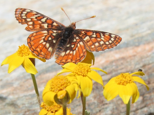 iNaturalist observation photo of Euphydryas