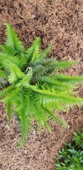 Polystichum munitum