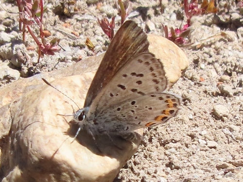 iNaturalist observation photo of Icaricia