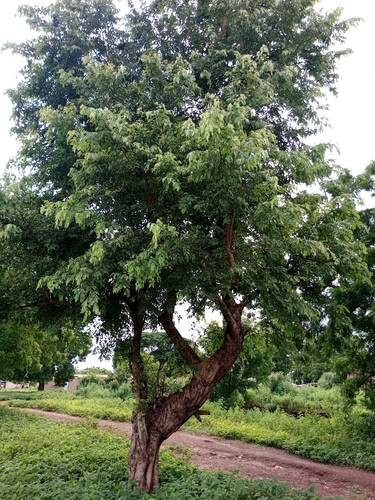Terminalia leiocarpa