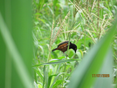Chestnut-and-black Weaver