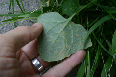 Miyagia pseudosphaeria