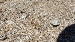 Nemacladus rubescens