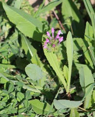 Lamium amplexicaule