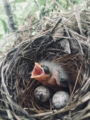 Cardinalis cardinalis
