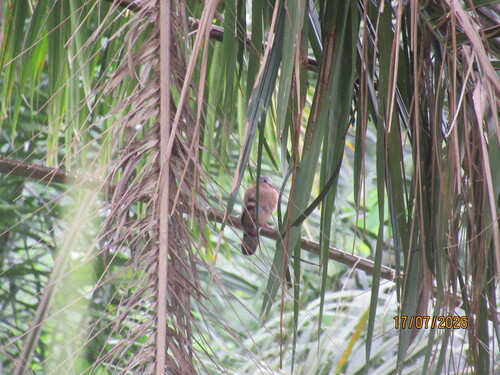 Blue-spotted Wood-Dove
