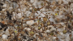 Nemacladus rubescens