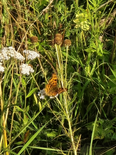 European Comma