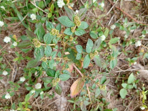 Asthma Plant