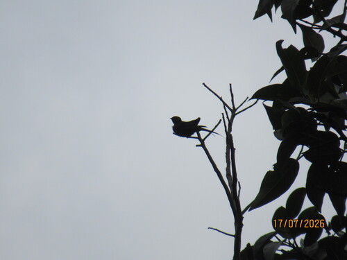 Fanti Sawwing