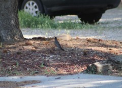 Turdus migratorius
