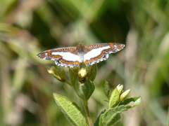Synargis paulistina