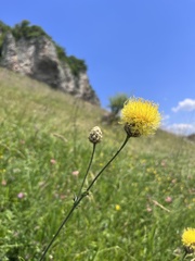 Centaurea orientalis