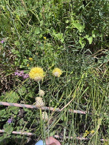 Centaurea orientalis, photograph 2