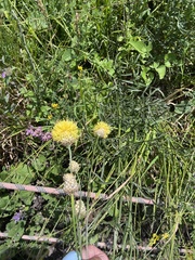 Centaurea orientalis, photograph (c) Наталья Пикалова, some rights reserved (CC BY)