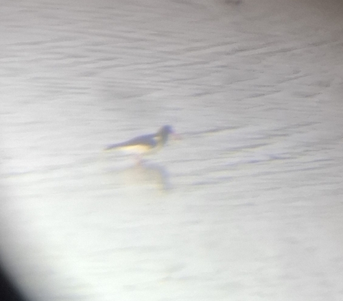 Eurasian Oystercatcher
