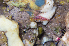 Rhynchocinetes rathbunae