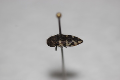 Acmaeodera bowditchi