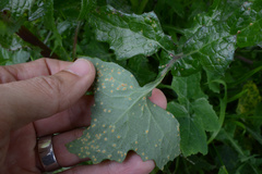 Miyagia pseudosphaeria