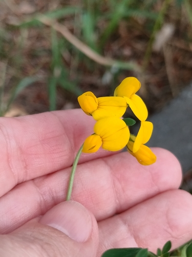 bird's-foot trefoil