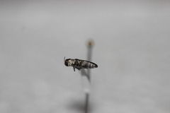 Agrilus felix
