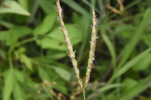 Ischaemum ciliare observed 2026-07-26