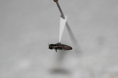 Agrilus felix