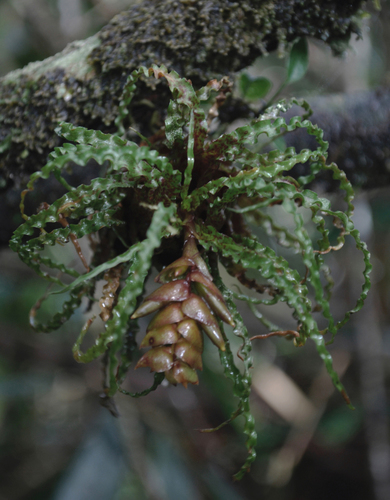 Racinaea crispa, photograph 1
