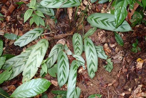 Stachyphrynium repens