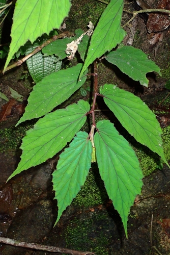 Begonia wrayi