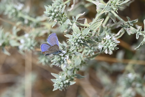 Common Blue