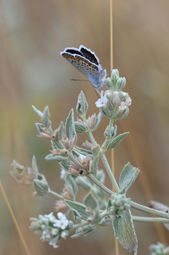 Silver-studded Blue