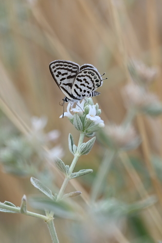 Little Tiger Blue